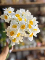 شاخه گل مصنوعی نرگس