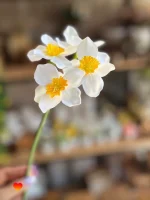 شاخه گل مصنوعی نرگس