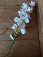 شاخه‌های ارکیده سیمبیدیوم