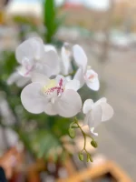 گل ارکیده مصنوعی - Image 2